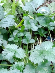 Potentilla intermedia