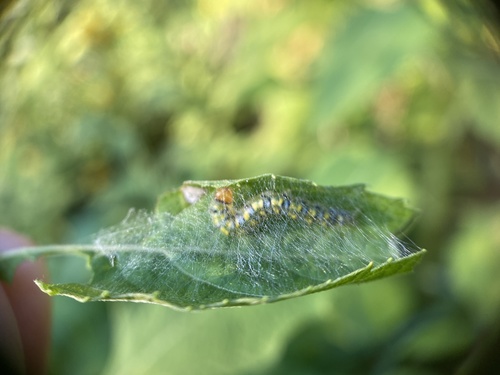 Hahncappsia marculenta photo 2