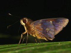 Carystoides yenna
