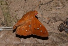 Dyscophellus sebaldus