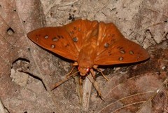 Dyscophellus sebaldus