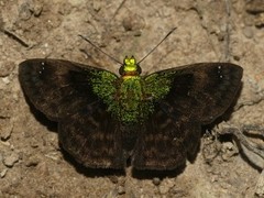Gorgopas trochilus