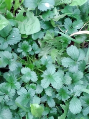 Potentilla intermedia