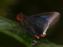 Thracides cleanthes