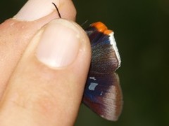 Thracides cleanthes