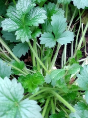 Potentilla intermedia