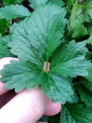 Potentilla intermedia