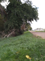 Araneus diadematus