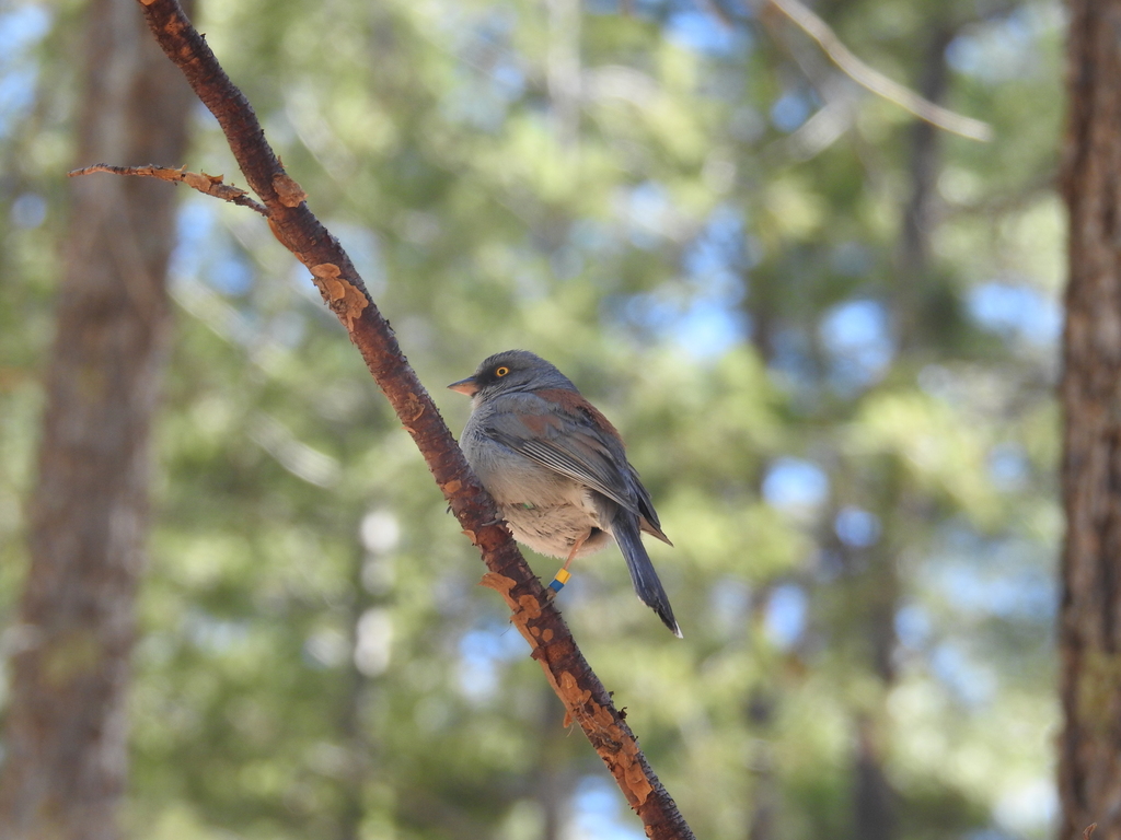 Yellow-eyed Junco
