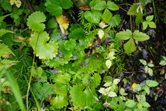 Ostericum tenuifolium