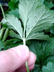 Potentilla intermedia