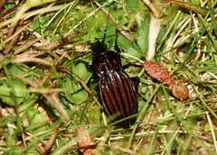 Carabus melancholicus submeridionalis
