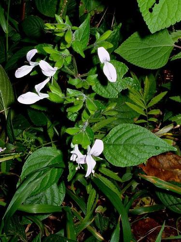 Hypoestes triflora image