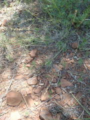 Phyllanthus incurvus