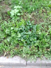 Potentilla intermedia