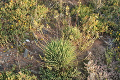Bulbine succulenta