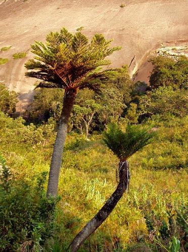 Cyathea image