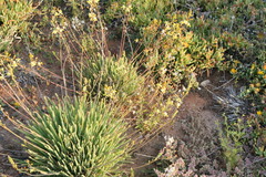 Bulbine succulenta