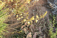 Bulbine succulenta
