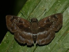 Quadrus cerialis