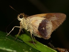 Calpodes longirostris