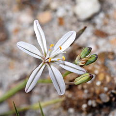 Trachyandra filiformis