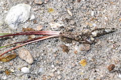 Trachyandra filiformis