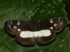 Milanion cramba