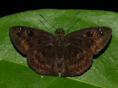 Morvina falisca