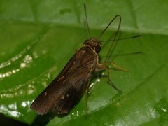 Calpodes salius