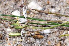 Trachyandra filiformis