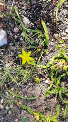 Pauridia gracilipes gracilipes