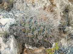 Thelocactus