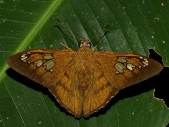 Nascus phocus