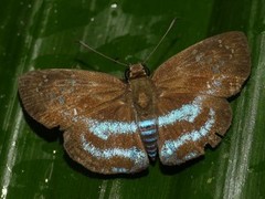 Quadrus contubernalis
