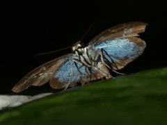 Quadrus contubernalis