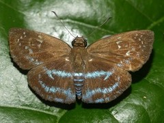 Quadrus contubernalis
