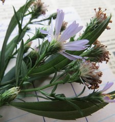 Symphyotrichum × versicolor