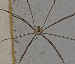 Leiobunum religiosum