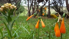 Stenomesson aurantiacum