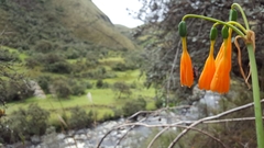 Stenomesson aurantiacum