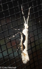 Rhigognostis interrupta