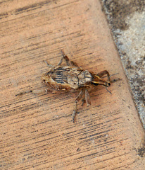 Coniocleonus excoriatus