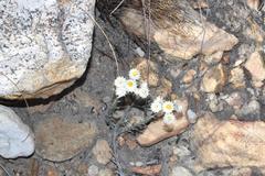 Achyranthemum paniculatum