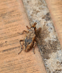 Coniocleonus excoriatus