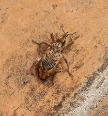 Coniocleonus excoriatus