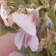 Indigofera flabellata