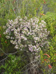 Indigofera flabellata