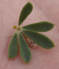 Indigofera flabellata
