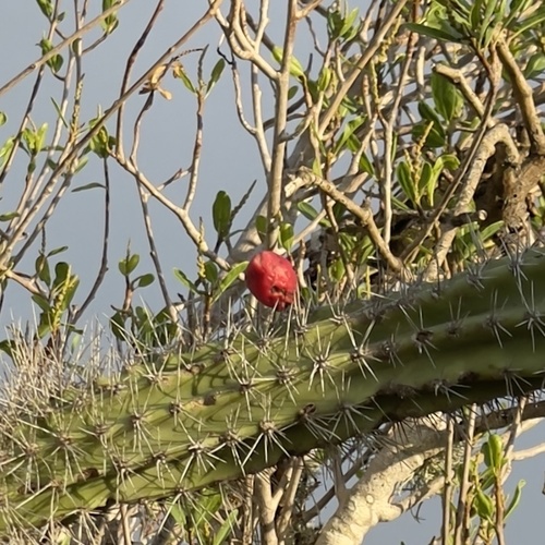 Pachycereus schottii